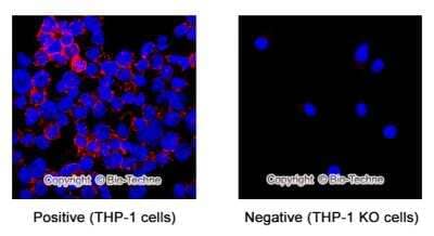 Knockout Validation of CD31/PECAM-1 Antibody in THP-1 Cells by Immunocytochemistry/Immunofluorescence