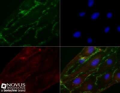 Immunocytochemistry/ Immunofluorescence: CD31/PECAM-1 Antibody (MEC 7.46) - Azide and BSA Free [NBP2-80639]