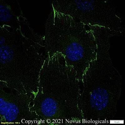 CD31/PECAM-1 Antibody (MEC13.3) - BSA Free (NB600-1475) by