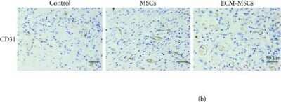 Immunohistochemistry-Paraffin: CD31/PECAM-1 Antibody (TLD-3A12) - BSA Free [NB100-64796]