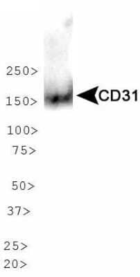 Western Blot: CD31/PECAM-1 AntibodyBSA Free [NBP1-71663]