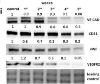 Western Blot: CD31/PECAM-1 AntibodyBSA Free [NBP1-71663]