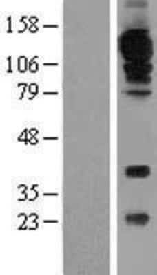 Western Blot: CD31/PECAM-1 Overexpression Lysate [NBP2-10670]