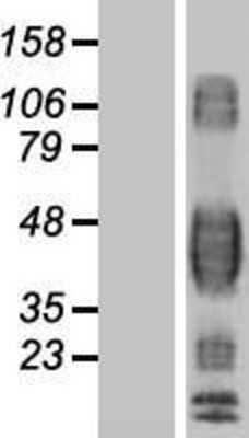 Western Blot: Fc gamma RII/CD32 Overexpression Lysate [NBP2-10729]