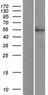 Western Blot: Siglec-3/CD33 Overexpression Lysate [NBP2-04204]