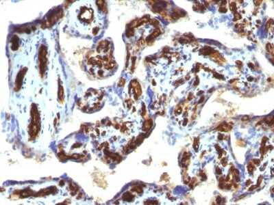 CD34 Antibody (HPCA1/763) (NBP2-44568) by Novus, Part of Bio CD34 Antibody (HPCA1/763) (NBP2-44568) by Novus, Part of Bio