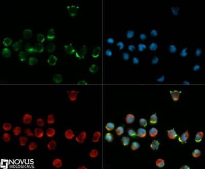 Immunocytochemistry/ Immunofluorescence: CD34 Antibody (MEC 14.7) [NB600-1071]