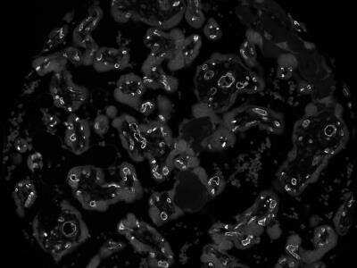 Immunohistochemistry-Paraffin: CD34 Antibody (QBEnd/10) - Azide and BSA Free [NBP2-34713]