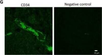 Immunocytochemistry/ Immunofluorescence: CD34 Antibody (SI16-01) [NBP2-67399]