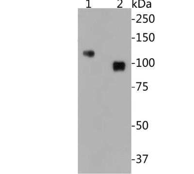 Western Blot: CD34 Antibody (SI16-01) [NBP2-67399]