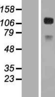 Western Blot: CD34 Overexpression Lysate [NBP2-08650]