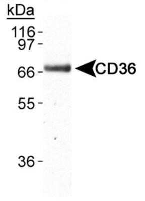 Western Blot: CD36 Antibody (D-2712)Azide and BSA Free [NBP2-80643]