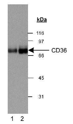 Western Blot: CD36 AntibodyBSA Free [NB400-144]