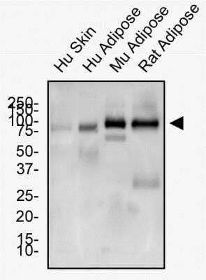Western Blot: CD36 AntibodyBSA Free [NB400-144]