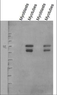 Western Blot: CD36 AntibodyBSA Free [NB400-144]