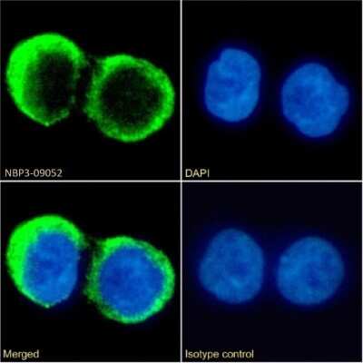 Immunocytochemistry/ Immunofluorescence: CD37 Antibody (G28-1) - Chimeric - Azide and BSA Free [NBP3-09052]