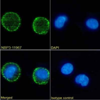 Immunocytochemistry/ Immunofluorescence: CD37 Antibody (MB-1) - Azide and BSA Free [NBP3-11967]