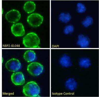 Immunocytochemistry/ Immunofluorescence: CD37 Antibody (WR17) - Chimeric - Azide and BSA Free [NBP2-81048]