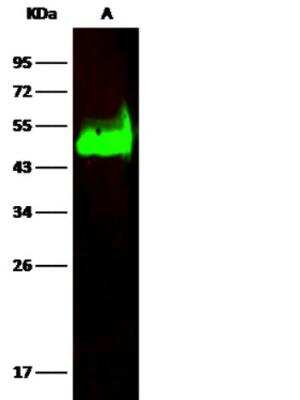 Western Blot: CD38 Antibody (003) [NBP2-89658]