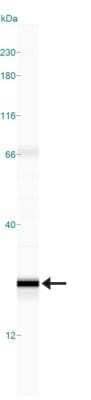 Simple Western: CD38 Antibody (1G7F4)Azide Free [NBP2-25265]