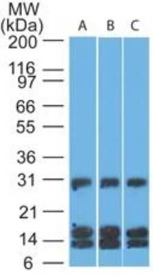 Western Blot: CD38 Antibody (1G7F4)Azide Free [NBP2-25265]