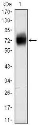 Western Blot: CD38 Antibody (6E12D)BSA Free [NBP1-47462]