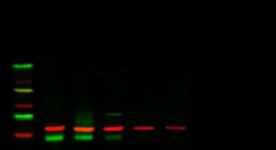 Western Blot: CD38 Antibody (6E12D)BSA Free [NBP1-47462]