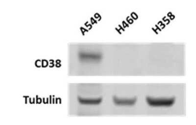 Western Blot: CD38 Antibody (6E12D)BSA Free [NBP1-47462]