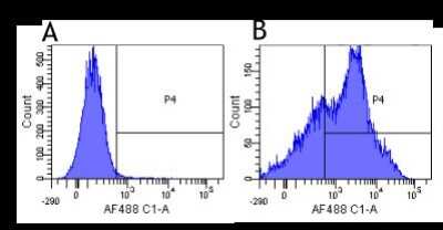 Flow Cytometry: CD38 Antibody (HB7) - Chimeric - Azide and BSA Free [NBP2-52647]