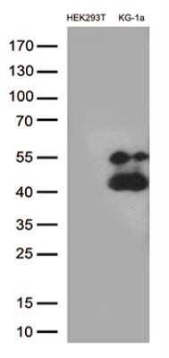 Western Blot: CD38 Antibody (OTI1C9)Azide and BSA Free [NBP2-70376]