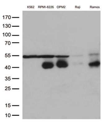 Western Blot: CD38 Antibody (OTI1C9)Azide and BSA Free [NBP2-70376]