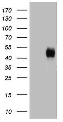 Western Blot: CD38 Antibody (OTI1C9)Azide and BSA Free [NBP2-70376]