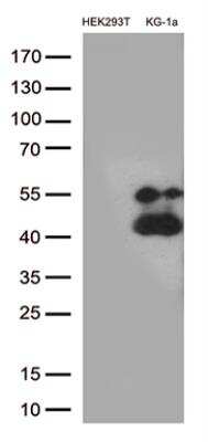 Western Blot: CD38 Antibody (OTI1C9) [NBP2-46145]