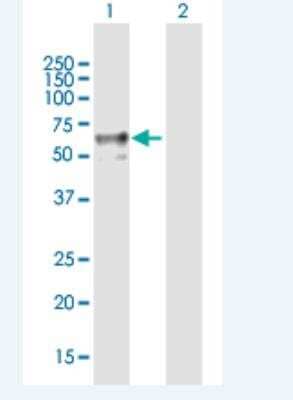 Western Blot: CD39L1/ENTPD2 Antibody [H00000954-B01P-50ug]