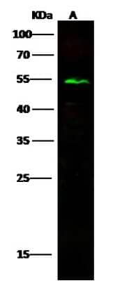 Western Blot: CD39L4/ENTPD5 Antibody (064) [NBP2-89830]