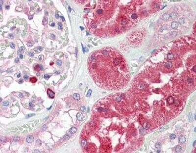 Immunohistochemistry-Paraffin: CD39L4/ENTPD5 Antibody [NBP1-31725]
