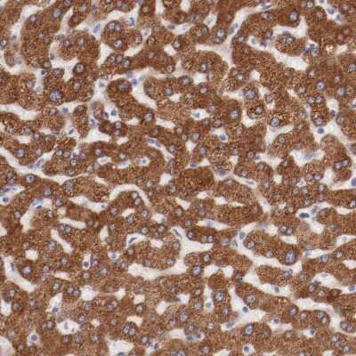 Immunohistochemistry-Paraffin: CD39L4/ENTPD5 Antibody [NBP1-85751]