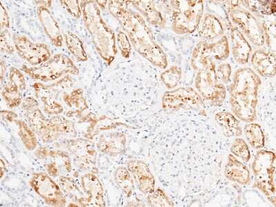 Immunohistochemistry-Paraffin: CD39L4/ENTPD5 Antibody [NBP2-99732]