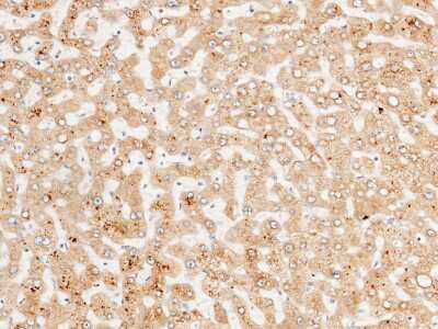 Immunohistochemistry-Paraffin: CD39L4/ENTPD5 Antibody [NBP2-99732]