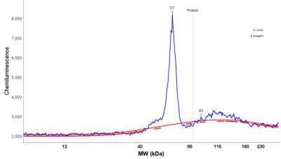 Simple Western: CD39L4/ENTPD5 Antibody [NBP1-85751]