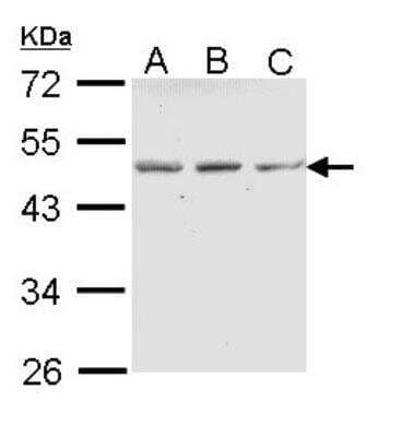 Western Blot: CD39L4/ENTPD5 Antibody [NBP1-31725]