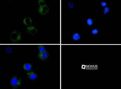 Immunocytochemistry/ Immunofluorescence: CD4 Antibody - BSA Free [NBP1-19371]