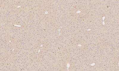 Immunohistochemistry-Frozen: CD4 Antibody - BSA Free [NBP1-19371]
