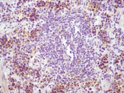 Immunohistochemistry-Paraffin: CD4 Antibody - BSA Free [NBP1-19371]