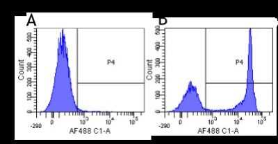 Flow Cytometry: CD4 Antibody (MT310) - Chimeric - Azide and BSA Free [NBP2-52663]