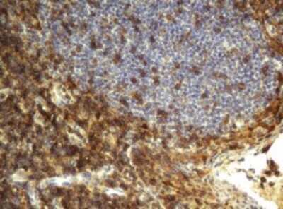Immunohistochemistry: CD4 Antibody (OTI5D9) [NBP2-46149]
