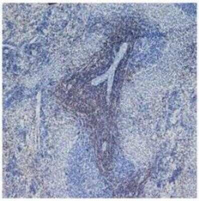 Immunohistochemistry: CD4 Antibody (W3/25) - Azide and BSA Free [NBP2-80647]