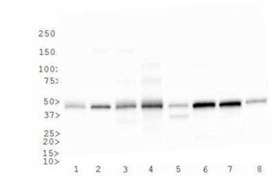 Western Blot: CD4 AntibodyBSA Free [NBP1-19371]