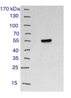 Western Blot: CD4 AntibodyBSA Free [NBP1-19371]