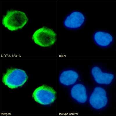 Immunocytochemistry/ Immunofluorescence: CD40 Ligand/TNFSF5 Antibody (IDEC-131 (Toralizumab)) - Chimeric - Azide and BSA Free [NBP3-12016]